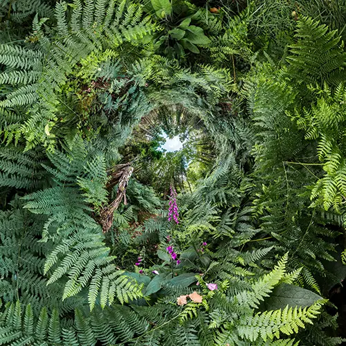 RHS Botanical Art and Photography