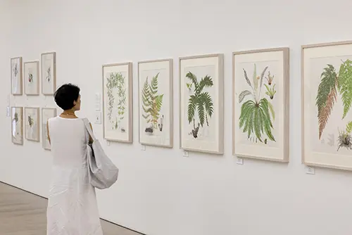 RHS Botanical Art and Photography