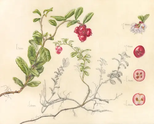 RHS Botanical Art and Photography