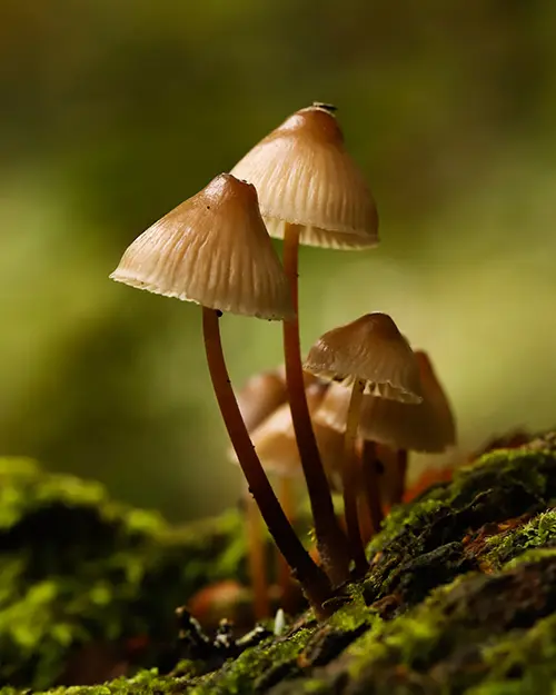 RHS Botanical Art and Photography