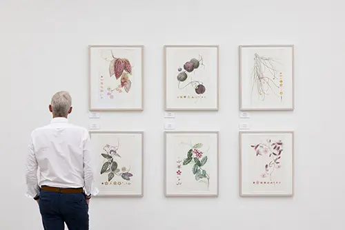 RHS Botanical Art and Photography