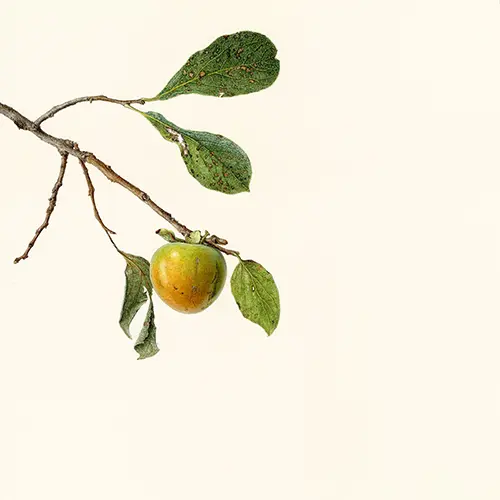 RHS Botanical Art and Photography