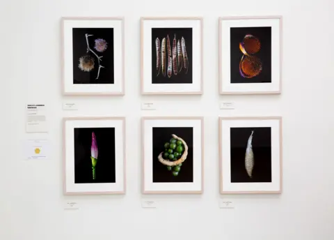 Saatchi Gallery