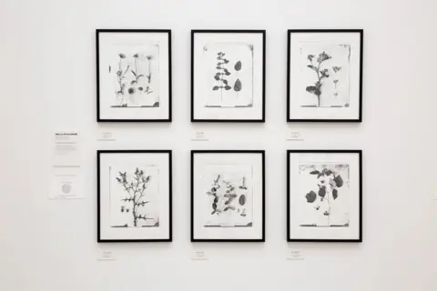 Saatchi Gallery